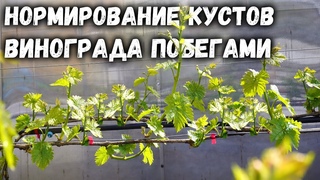 Нормирование кустов винограда побегами