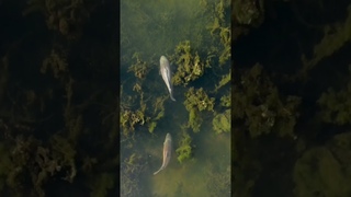 короли Волги #carpfishing #fishing #карп #рыбалка #волга #природа #красота #топ #мем