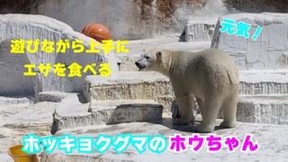 【天王寺動物園】遊びながら上手にエサを食べるホッキョクグマのホウちゃん🐻‍❄️