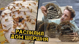 Гнездо Шершня изнутри. Как они это делают!!