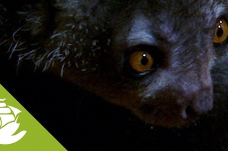 Ай ай, или руконожка мадагаскарская / Aye-aye / Daubentonia madagascariensis