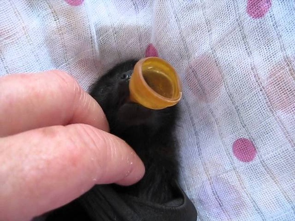 Charlotte the orphaned baby flying fox enjoys a