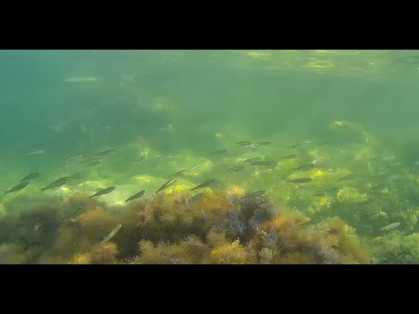 Чёрное море подводный мир Black sea Underwater world. Снорклинг.