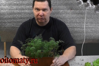 Как дома зимой вырастить укроп