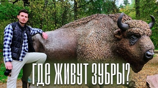 КАК ЖИВУТ ЗУБРЫ Приокско-Террасный заповедник / А не пойти бы нам в музей