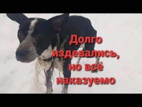 История, как легко издеваться над животным и страшно
