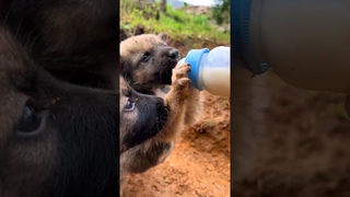 Its time for puppies to drink milk. Chinese Pastoral Dog. Small Milk Puppy. Pastoral Dog.