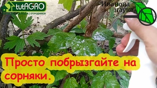 СОРНЯКИ СГОРЯТ ЗА ДЕНЬ! Вытравливаем сорняки прямо из кустов безопасным способом: и сныть, и вьюнок.