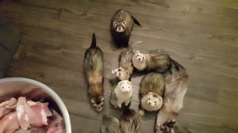 Fuzzy Frenzy Ferrets Feeding