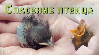 Спасение птенца Зарянки. Как выкормить птенца Кормление птенцов.  Зарянка. Малиновка.