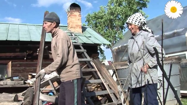 Сад, Ромашка 2014
