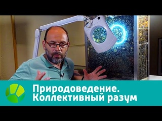 Природоведение. Коллективный разум | Живая Планета