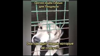 СРОЧНО ИЩEМ ДОМ!! Бобруйск!