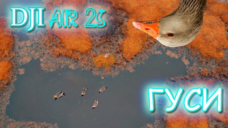 Чуть не сел диким гусям прямо на головы. Дрон DJI AIR 2 S. Природа