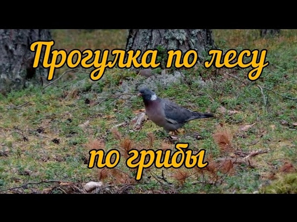 Прогулка по лесу