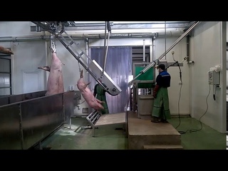 Убой свиней_slaughter of pigs_Maquinaria Matadero