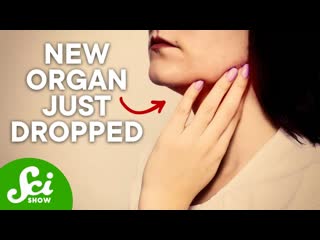 The New Human Organ Discovered by Cancer Research