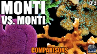 Monti vs. Monti - COMPARING Montipora Corals - Capricornis, Digitata, Undata, Encrusting & More!