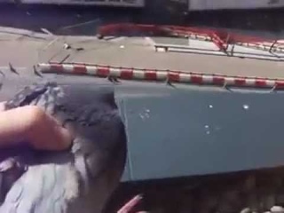 голубь попался =DDD