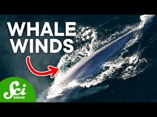 Why the Wind is So Important to Sea Animals