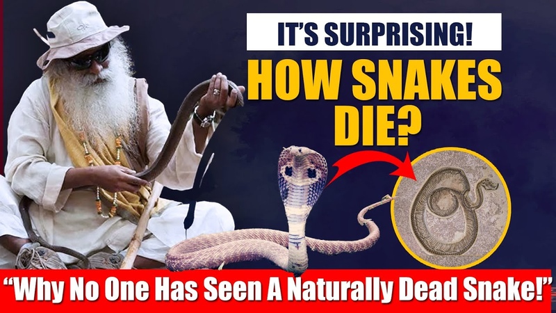 SURPRISING FACT Why No One Has Seen A Snake That Died Naturally A Lesson To Be Leaned,