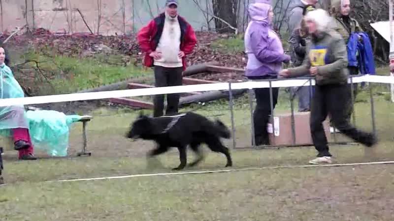 ЩЕНКИ СУКИ ринг, Russian Sieger Zucht Schau