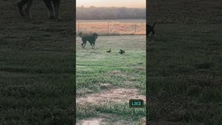 A jolly dog playing with kittens in a clearing! #kitten #clearing #playing #dog #jolly #shorts