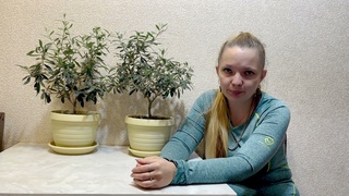 Олива Европейская, уход и содержание в квартире.