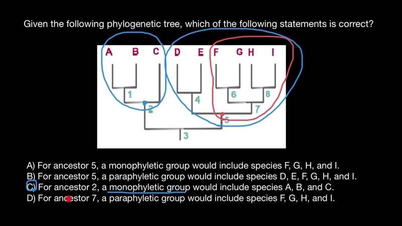 Paraphyletic groups vs. Monophyletic
