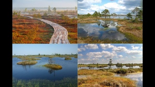 Restoration of disturbed peatlands in Belarus, talk by Dr. Dmitry Grummo, русский и англ. языки