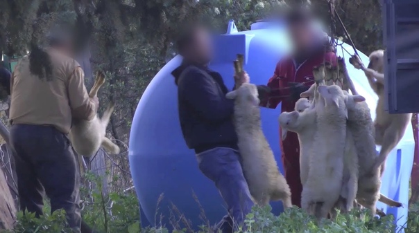 A new Animal Equality investigation reveals shocking torture to lambs raised for their meat in