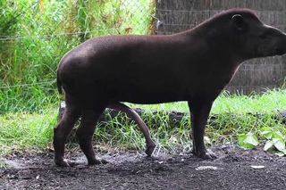 BRAZILIAN TAPIR with five legs at Melbourne zoo - Australia