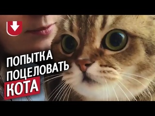 Кота попытались поцеловать — реакция!