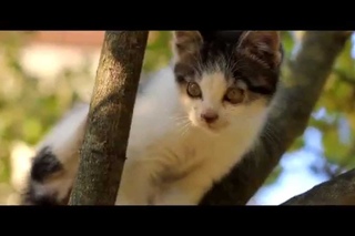 Kit-kat