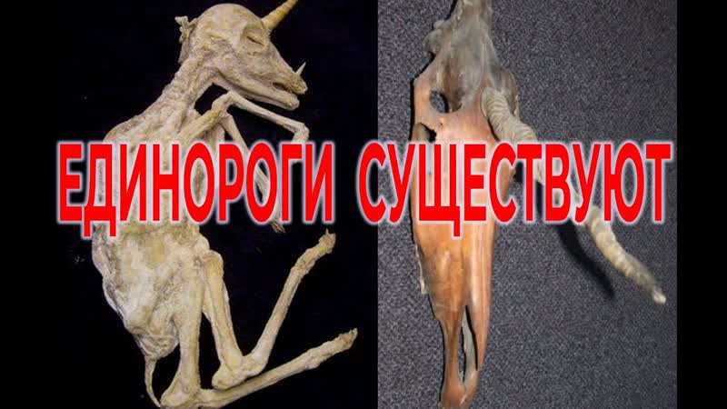 Найдены кости Единорогов, Виктор