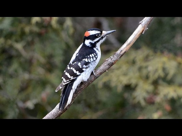Hairy woodpecker, Волосатый дятел, Picoides