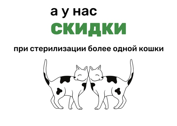 Стерилизация кошки москва цена