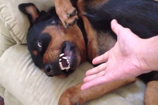 Rottweiler Gets Angry....
