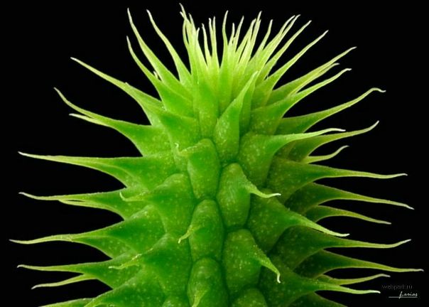 №68, Юліанна Гриць, 32 года, Буштына №68, Юліанна Гриць, 32 года, Буштына