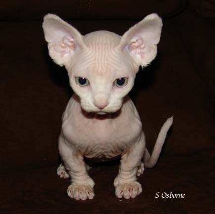 Катюша Ковалёва | 