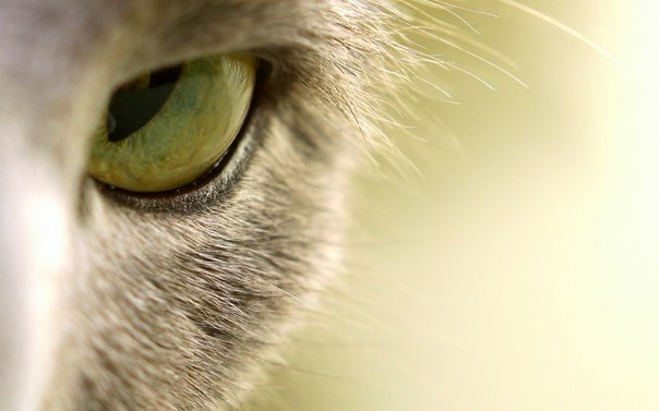 Ирина Чагаева | Кемерово