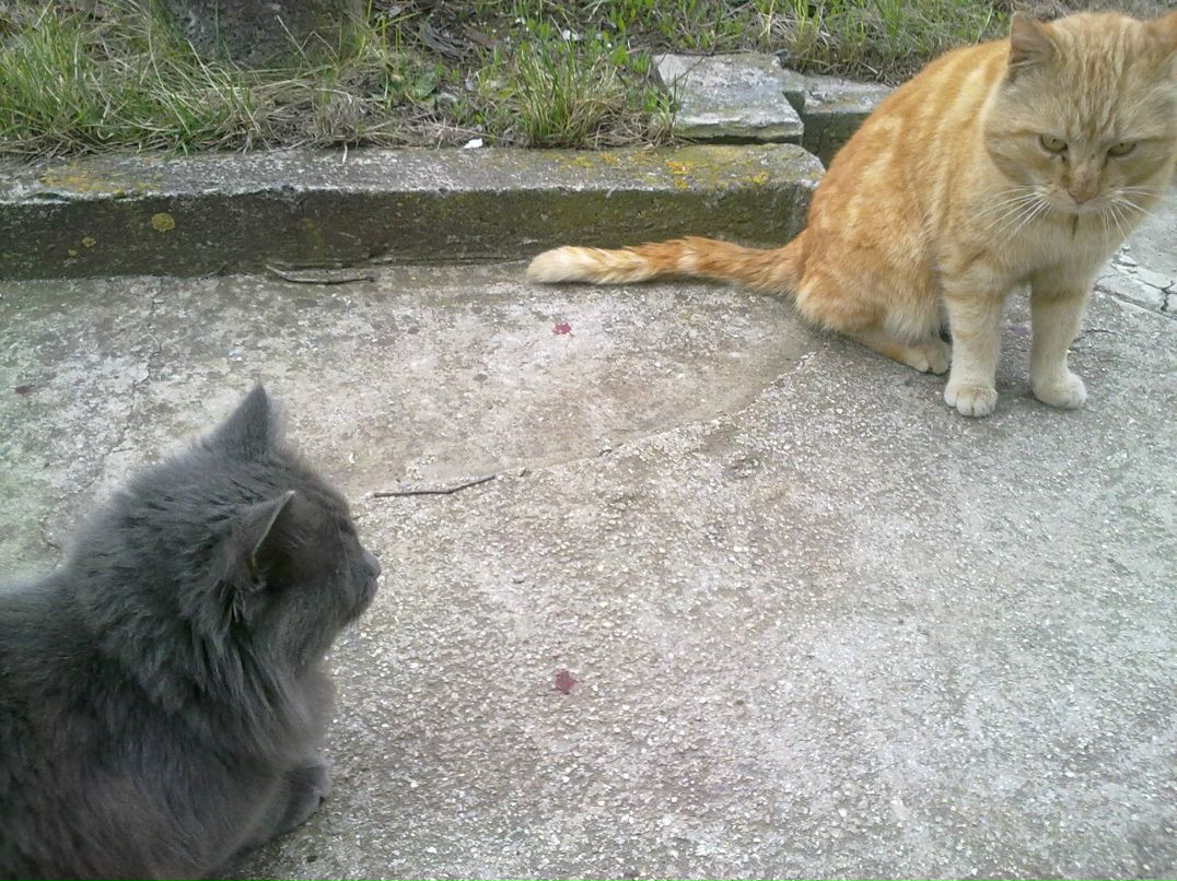 Максим Дешук | Одесса