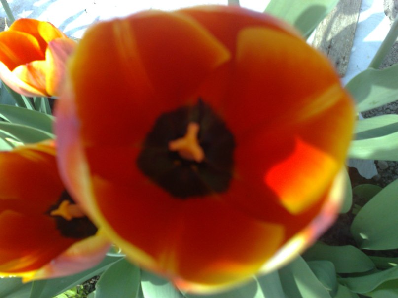 Алексей Яковлев | Москва