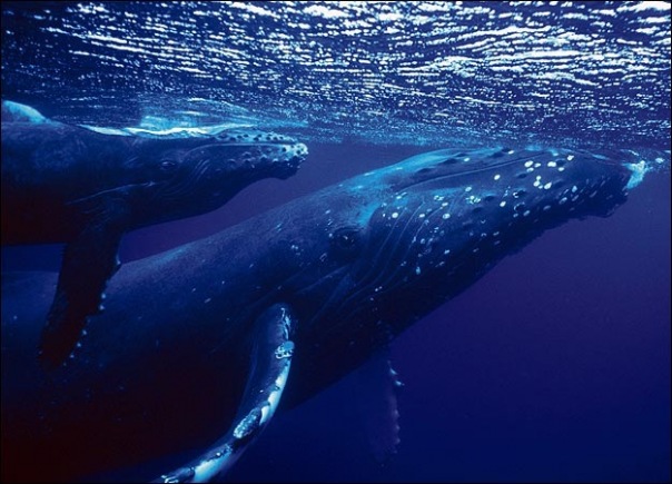 №64, Екатерина Литвиненко, Новосибирск №64, Екатерина Литвиненко, Новосибирск