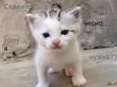 Фотография Козловой Анастасии