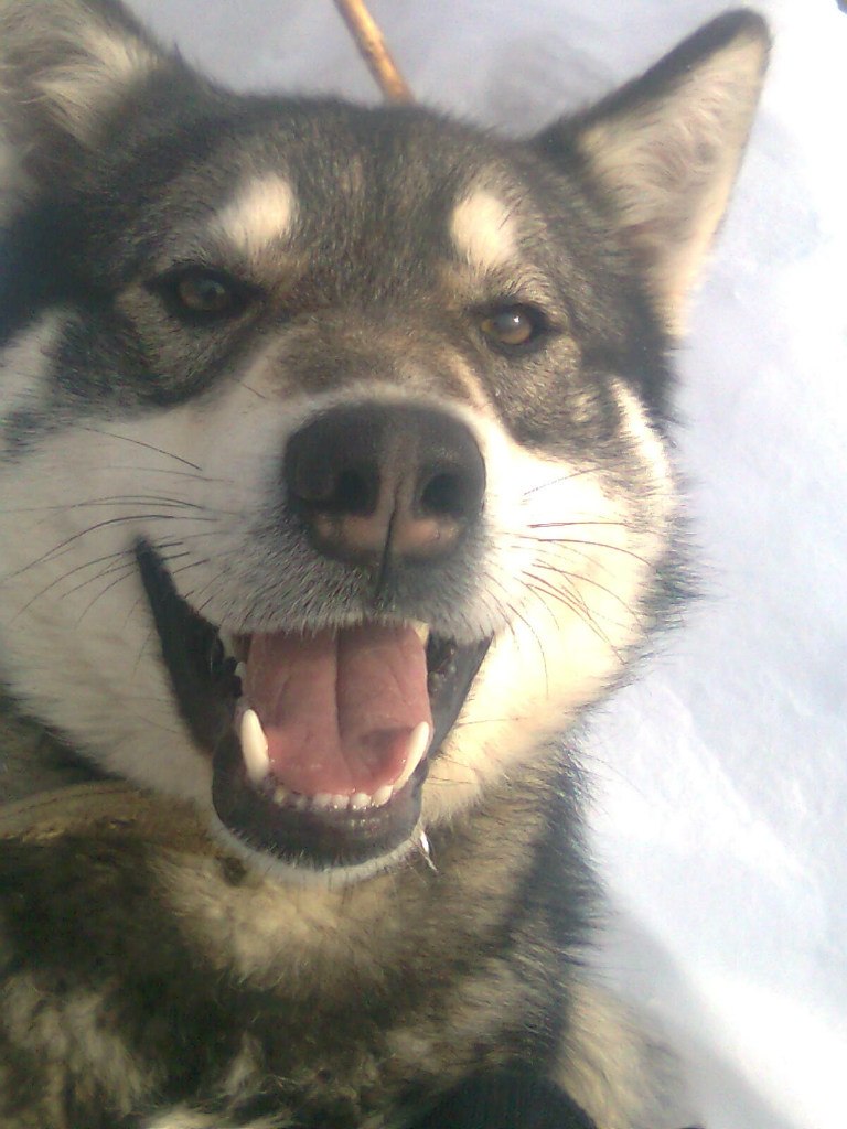 Аллочка Ашихмина | Йошкар-Ола