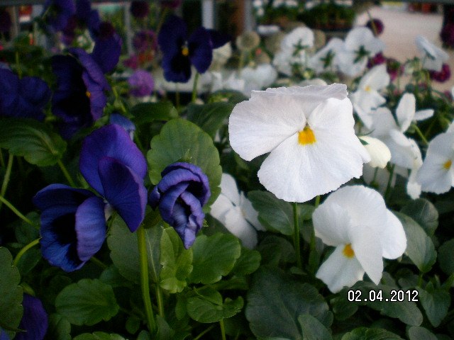 Лида Золотухина | Санкт-Петербург