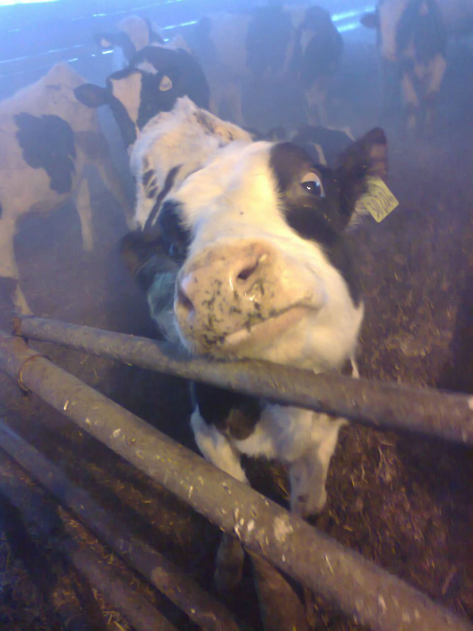 Женя Рожков | Орша