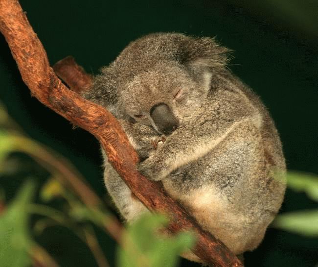 Дима Авдиенко | 