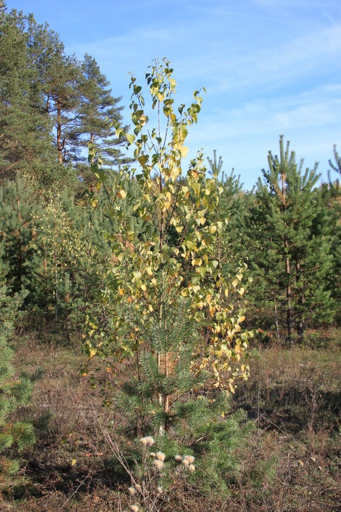 Татьяна Гневашева | Санкт-Петербург